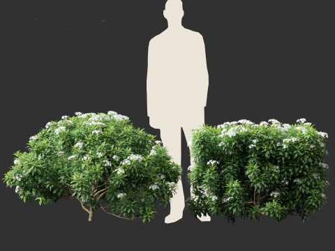 Tabernaemontana divaricata - Pinwheel Flower 3D 모델
