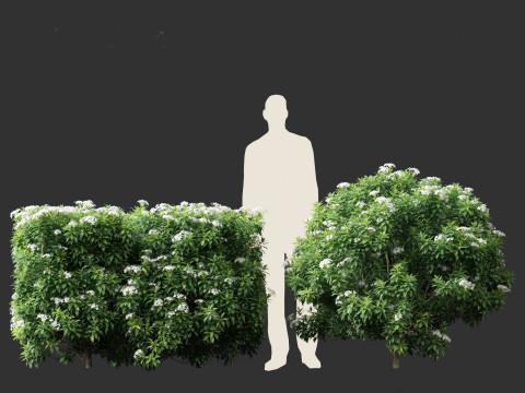 Tabernaemontana divaricata - Pinwheel Flower 3D 모델