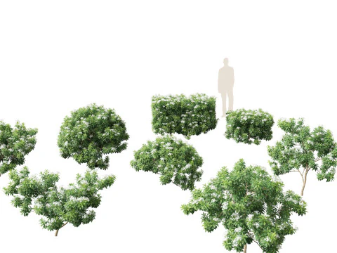 Tabernaemontana divaricata - Квітка Вертушка 3D Модель