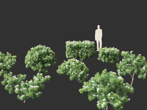 Tabernaemontana divaricata - Pinwheel Flower 3D 모델