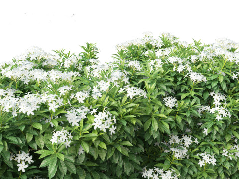 Tabernaemontana divaricata - Pinwheel Flower 3D 모델