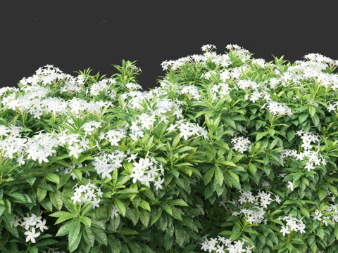 Tabernaemontana divaricata - Pinwheel Flower 3D 모델