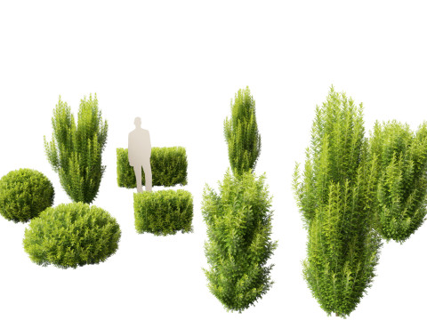 Taxus baccata - English yew Modello 3D