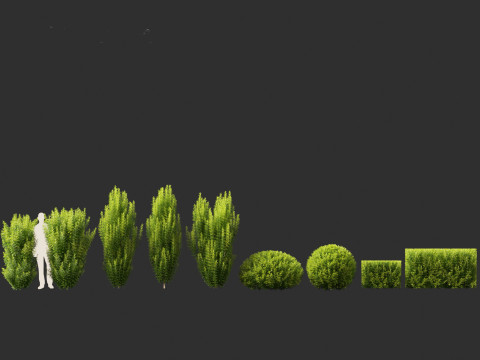 Taxus baccata - English yew Modelo 3D