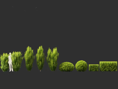 Taxus baccata - tasso inglese Modello 3D