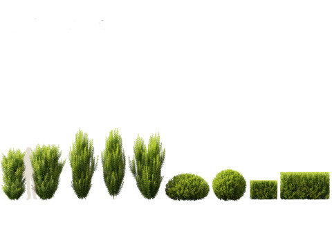 Taxus baccata - English yew Modelo 3D