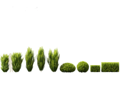 Taxus baccata - tasso inglese Modello 3D