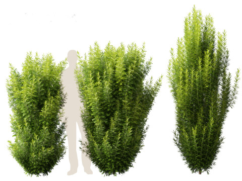 Taxus baccata - English yew Modelo 3D