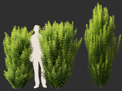 Taxus baccata - English yew Modelo 3D