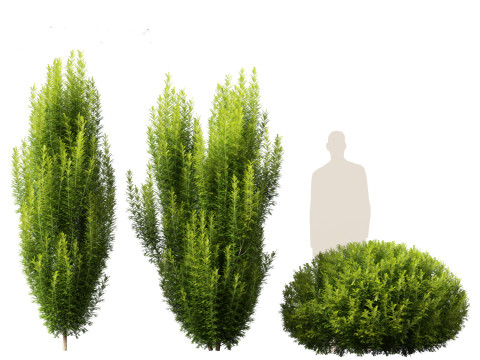 Taxus baccata - English yew Modelo 3D