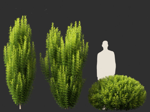 Taxus baccata - English yew Modelo 3D