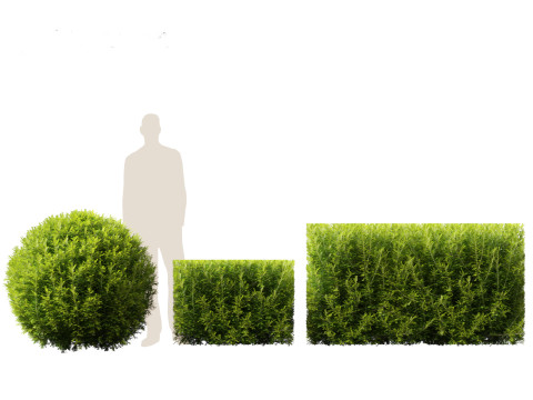 Taxus baccata - English yew Modelo 3D