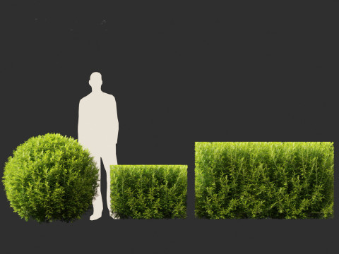 Taxus baccata - English yew Modelo 3D