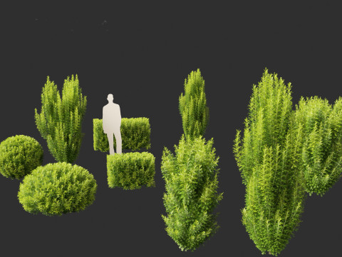 Taxus baccata - English yew Modelo 3D