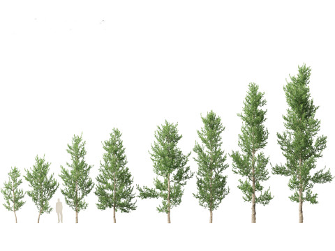 Agathis robusta - Queensland kauri 3D Модель