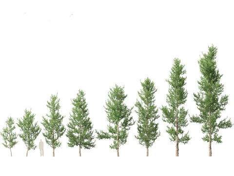 Agathis Robusta – kauri z Queensland Model 3D