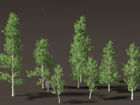 Agathis robusta - Queensland kauri 3Dモデル