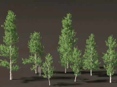 Agathis robusta - Queensland kauri 3D Model