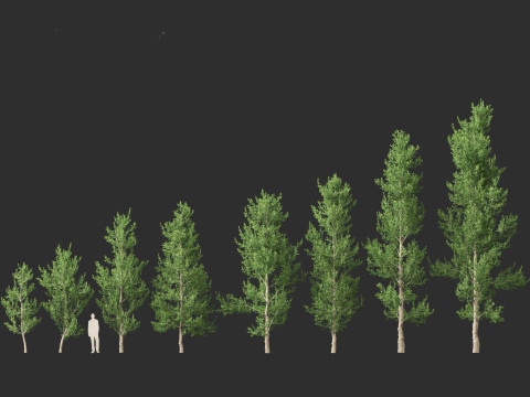 Agathis robusta - Queensland kauri 3Dモデル