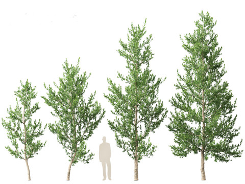 Agathis robusta - Queensland kauri 3Dモデル