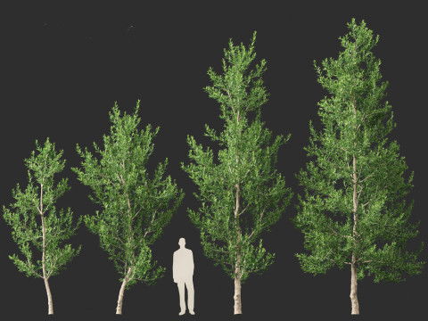 Agathis robusta - Queensland kauri 3Dモデル