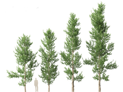 Agathis robusta - Queensland kauri 3Dモデル