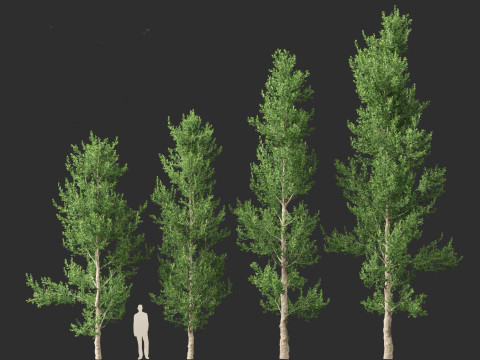 Agathis robusta - Queensland kauri 3Dモデル