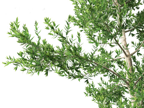 Agathis robusta - Queensland kauri 3Dモデル