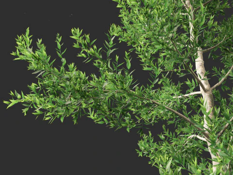 Agathis robusta - Queensland kauri 3D Model