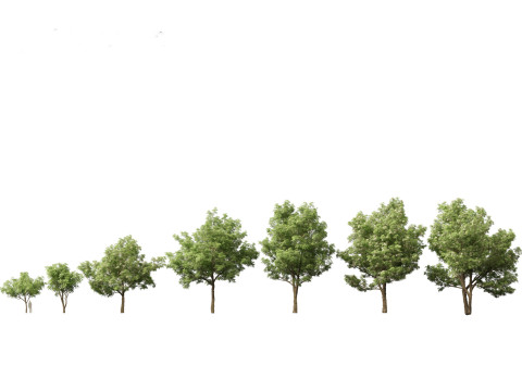 Alstonia scholaris - Norfolk Island pine 3D Model