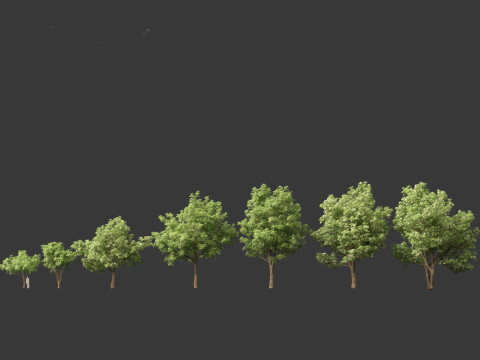 Alstonia scholaris - Norfolk Island pine 3D 모델