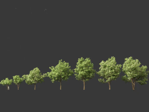 Alstonia scholaris - Norfolk Island pine 3D Model