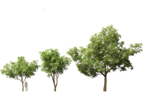 Alstonia scholaris - Norfolk Island pine 3D 모델