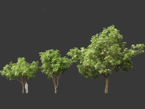 Alstonia scholaris - Norfolk Island pine 3D 모델
