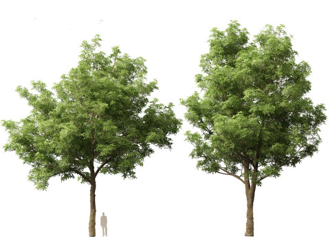 Alstonia scholaris - Norfolk Island pine 3D 모델