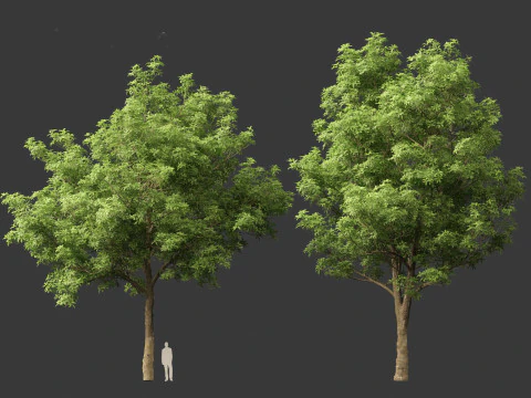 Alstonia scholaris - Norfolk Island pine 3D Model