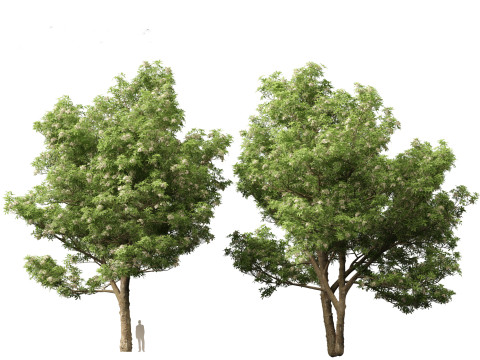 Alstonia scholaris - Norfolk Island pine 3D 모델