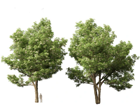 Alstonia scholaris - Norfolk Island pine 3D Model