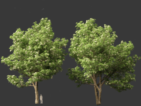 Alstonia scholaris - Norfolk Island pine 3D 모델