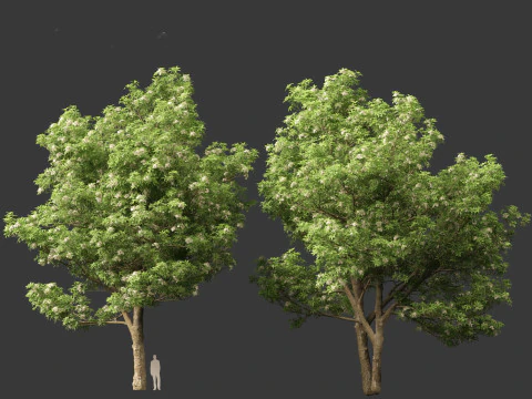 Alstonia scholaris - Norfolk Island pine 3D Model