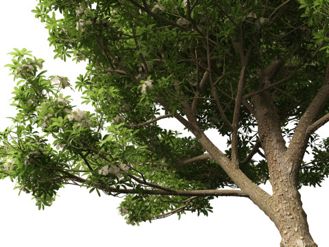 Alstonia scholaris - Norfolk Island pine 3D 모델