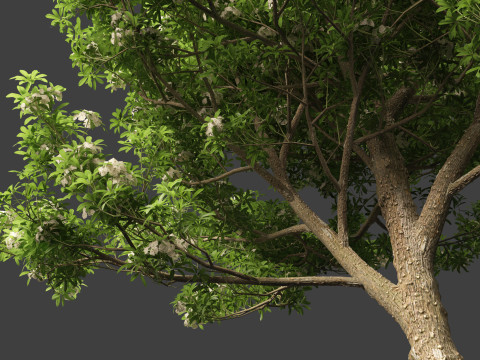 Alstonia scholaris - Norfolk Island pine 3D 모델