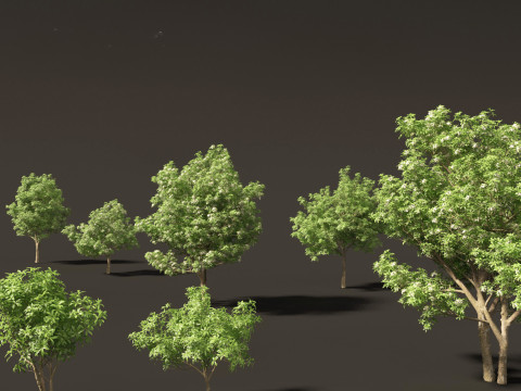 Alstonia scholaris - Norfolk Island pine 3D 모델