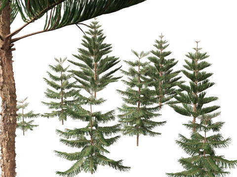 Araucaria heterophylla - Norfolk Island pine 01 Model 3D
