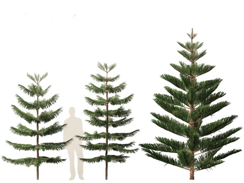 Araucaria heterophylla - Norfolk Island pine 01 3D Модель