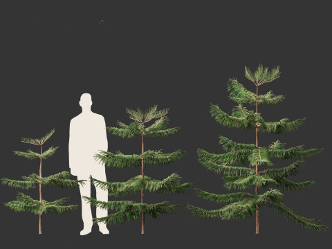 Araucaria heterophylla - Norfolk Island pine 01 3D Модель