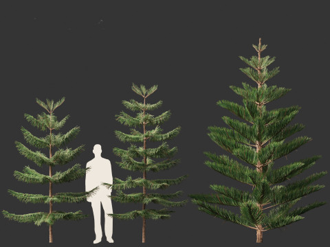 Araucaria heterophylla - Norfolk Island pine 01 3D Модель