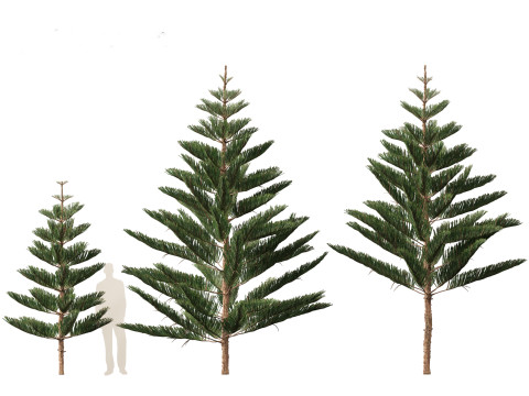 Araucaria heterophylla - Norfolk Island pine 01 3D Модель