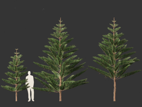 Araucaria heterophylla - Norfolk Island pine 01 3D Модель