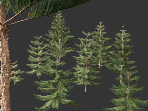 Araucaria heterophylla - Norfolk Island pine 01 3D Модель